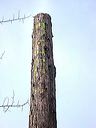 interventionsequoia02