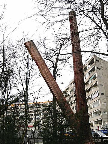 interventionsequoia14.jpg